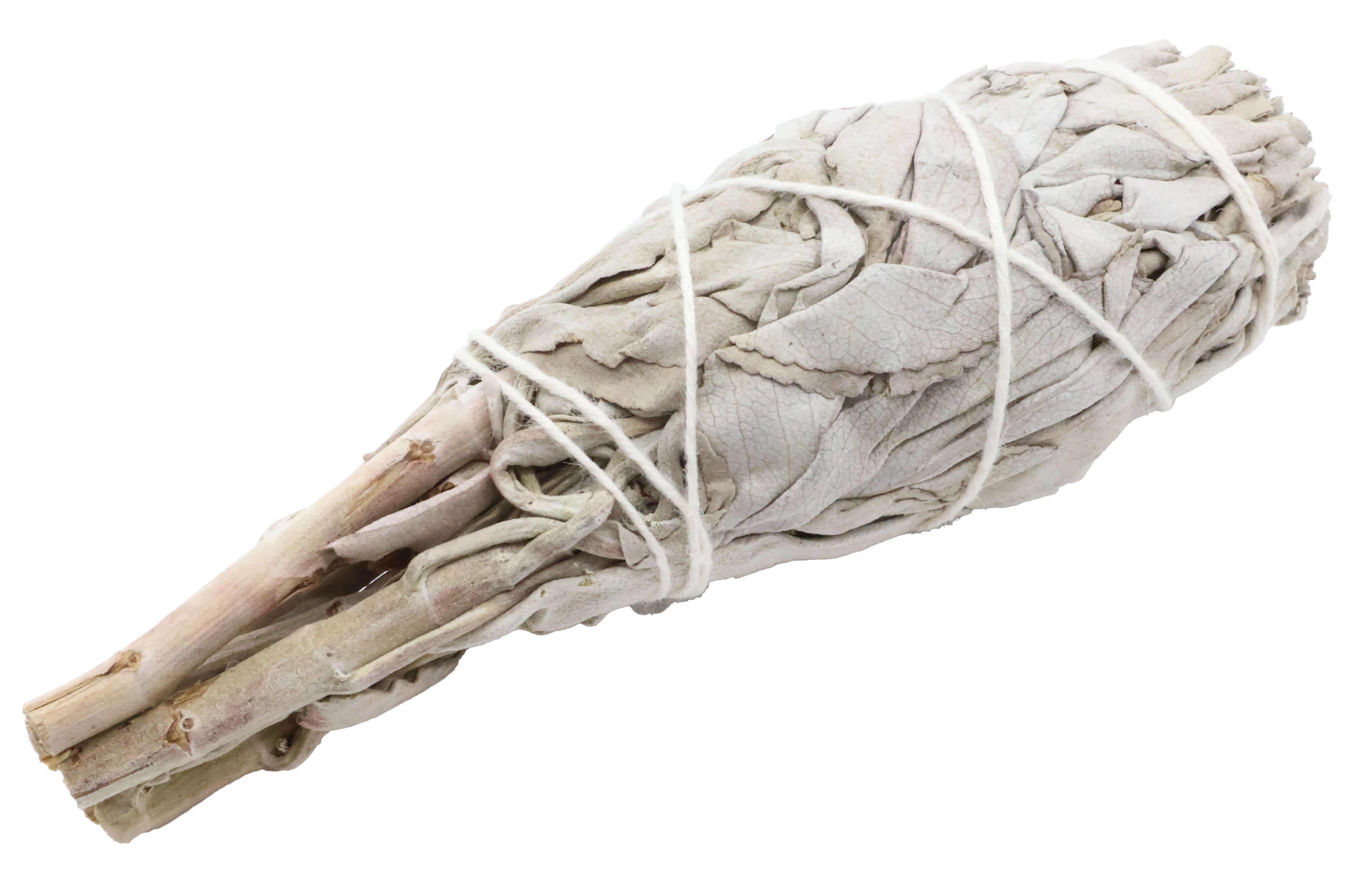 Sauge Blanche Californie Torche 20-25g