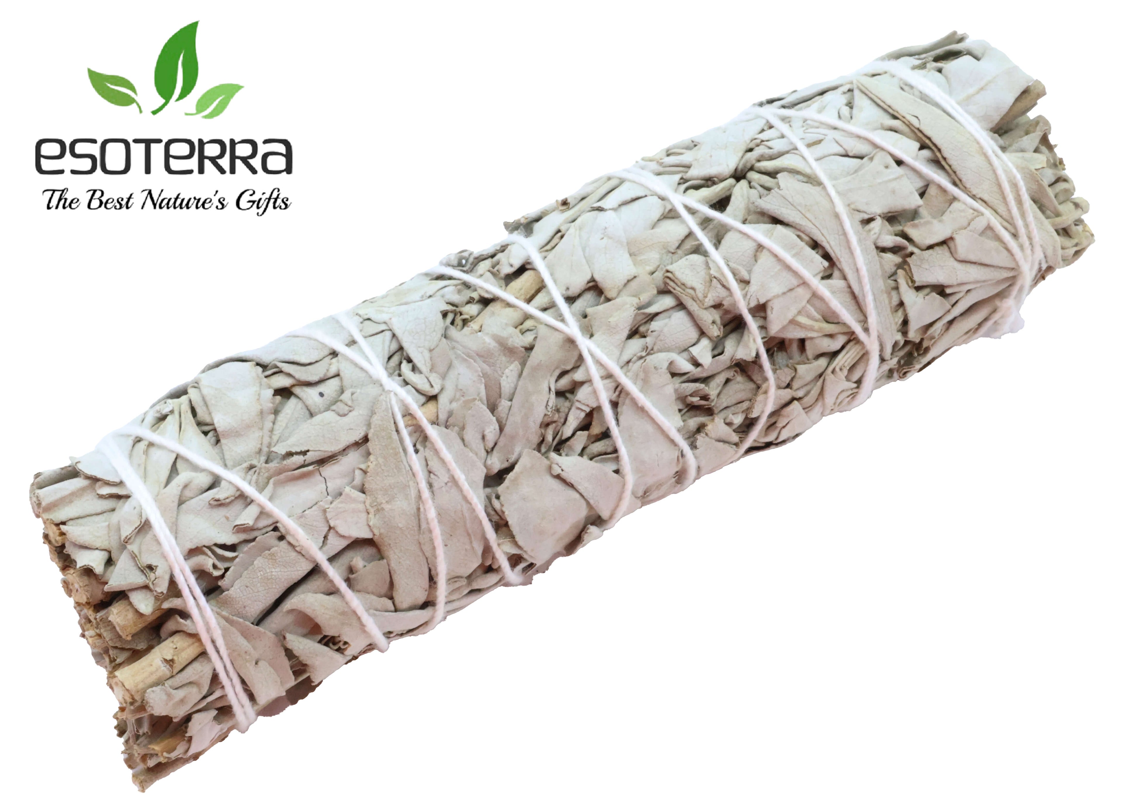 Sauge Blanche Californie Ficelle 15cm 60-80g