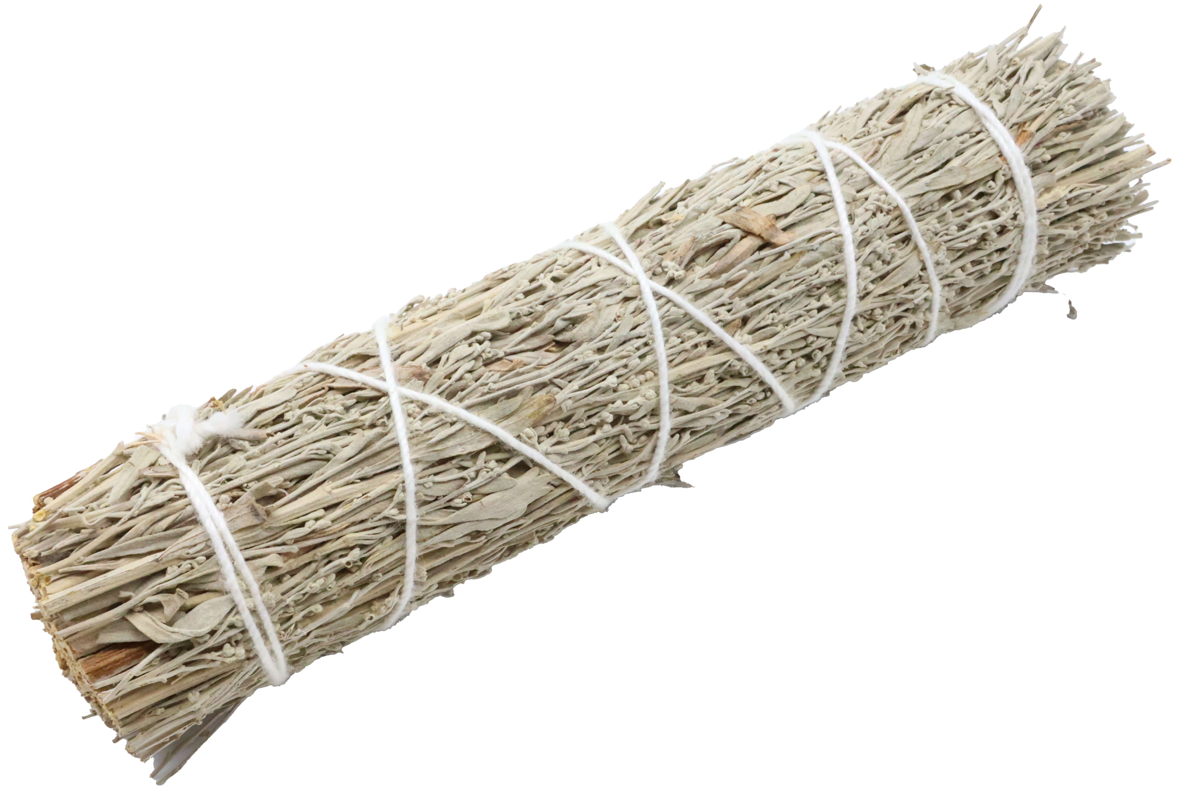 Sauge Bleue Californie Fagot 15cm